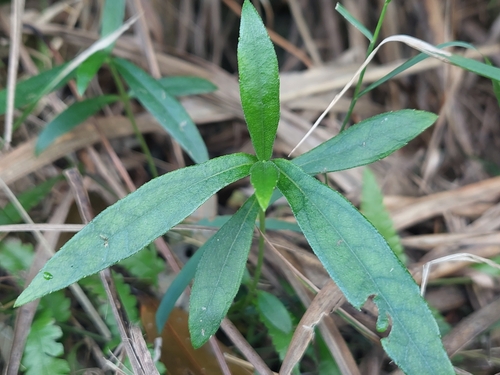 Sphagneticola calendulacea iNat (3)
