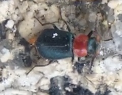 Collops tricolor