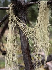 Usnea scabrata