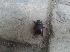 Oryctes nasicornis corniculatus