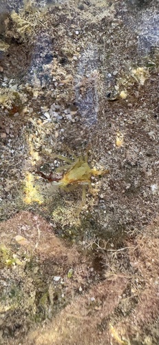 Simocarcinus simplex, 2024-12-10