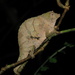 North and East African Pygmy Chameleons - Photo (c) Phil Shirk, some rights reserved (CC BY-NC), uploaded by Phil Shirk