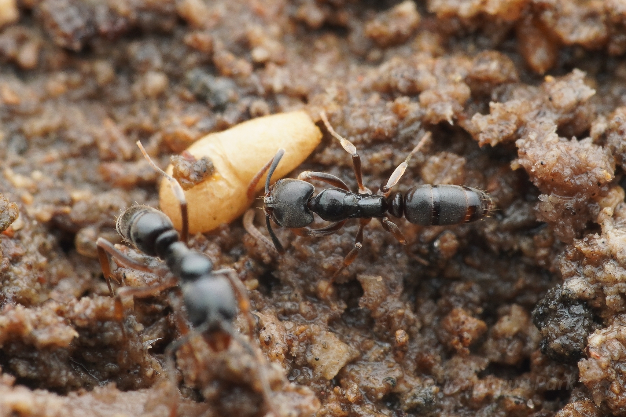 Brachyponera jerdonii