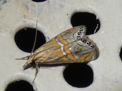 Euchromius bella