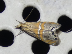 Euchromius bella