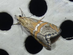 Euchromius bella