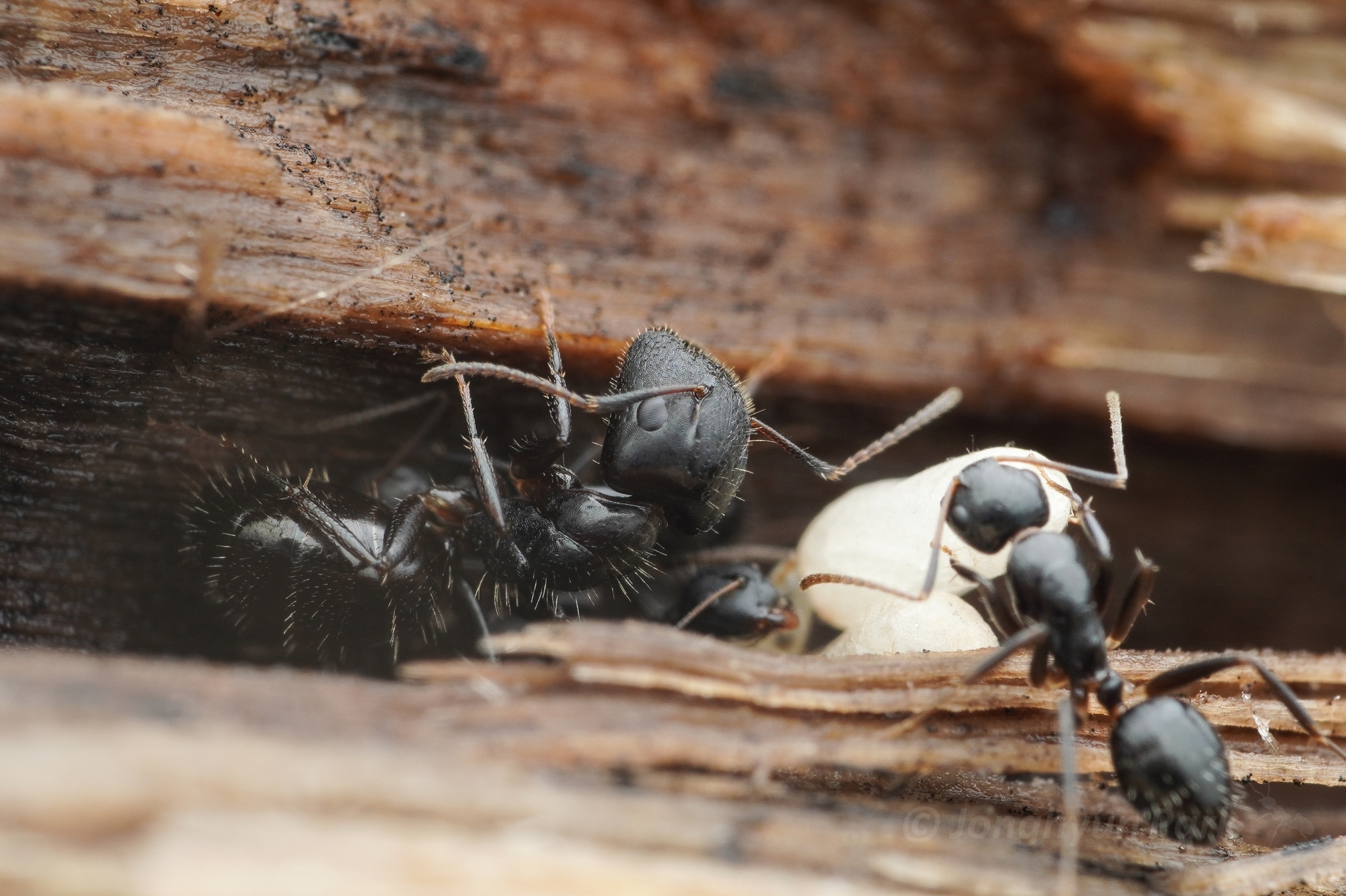 Camponotus reticulatus yerburyi