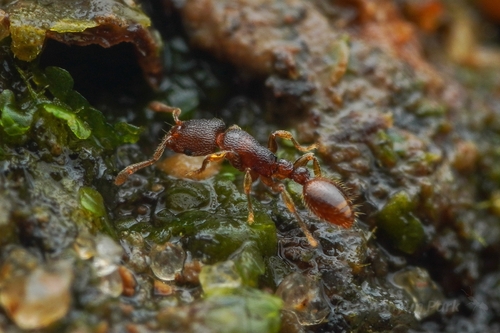 Vollenhovia escherichiVollenhovia escherichi