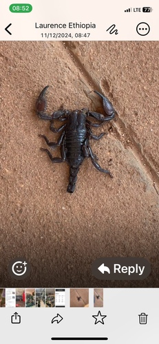 Pandipalpus viatoris