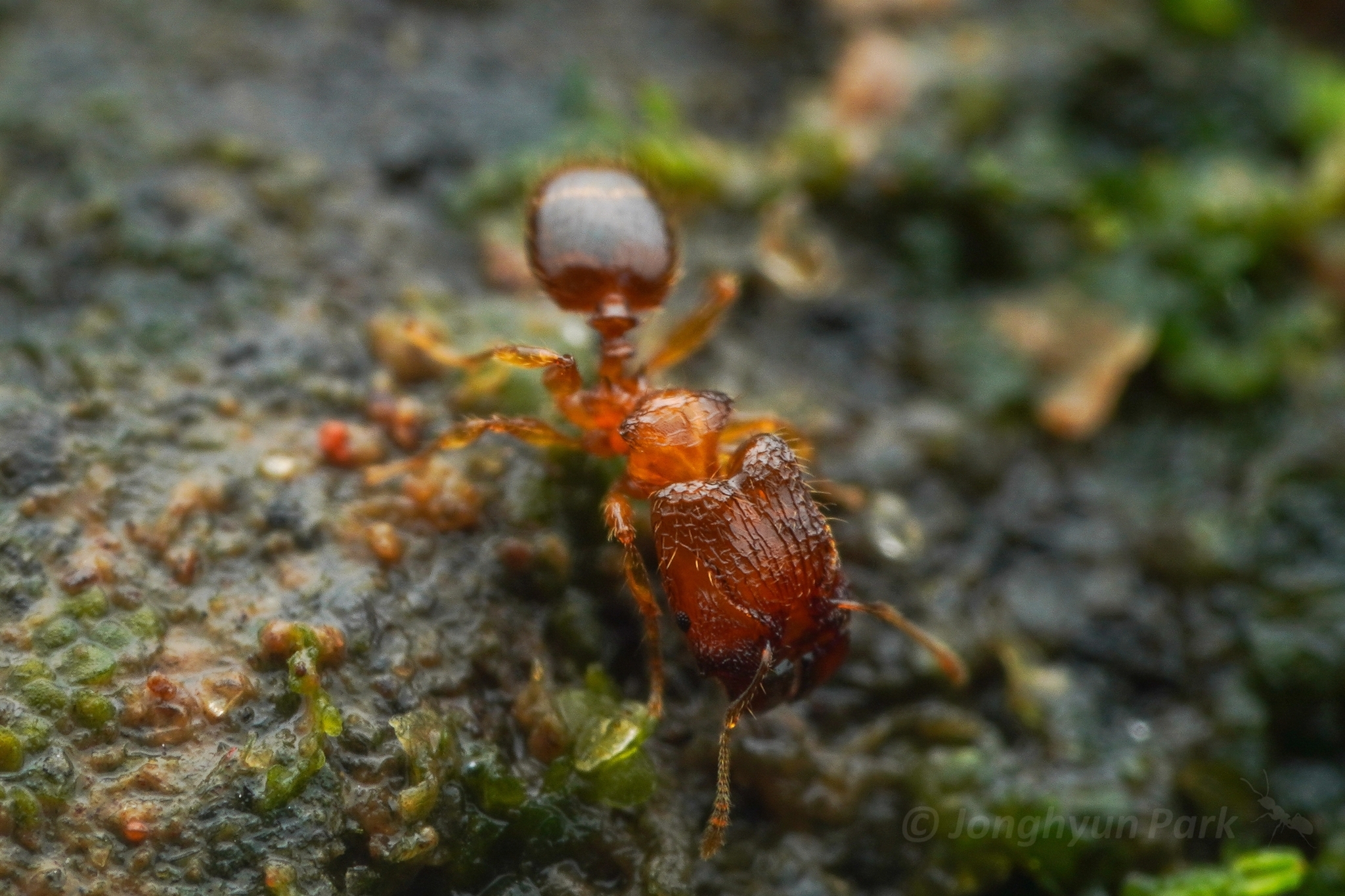 Pheidole pronotalis
