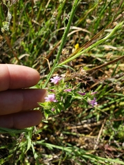 Epilobium densiflorum