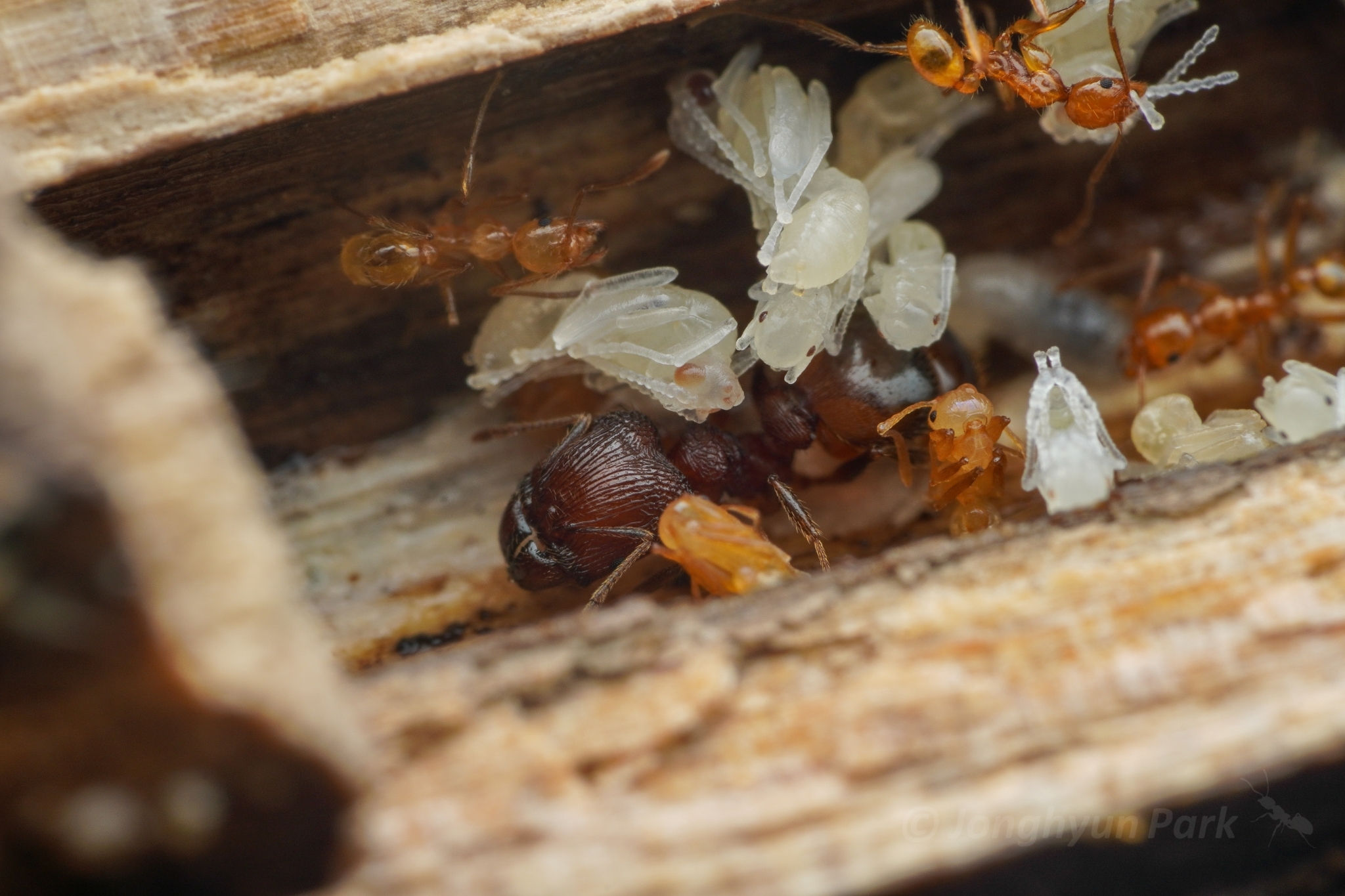 Pheidole rugosa
