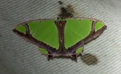 Agathia laetata