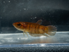 Giant Betta photo 1
