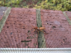 Polistes apachus texanus