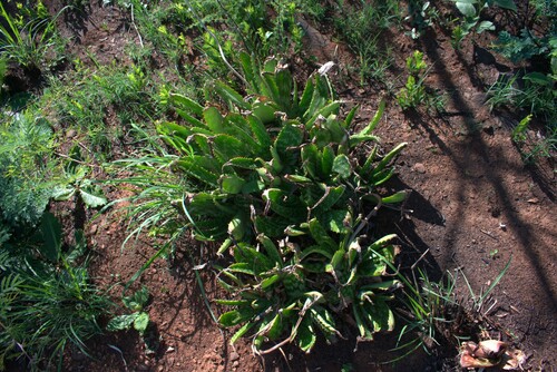 Highveld Spotted Aloe (Aloe davyana)