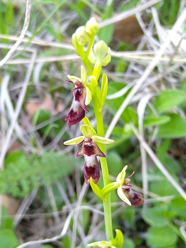hmyzovník muchovitý (Ophrys insectifera)
