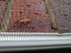 Polistes apachus texanus