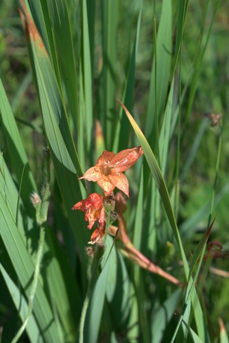 Early Afrikaner (Gladiolus antholyzoides)