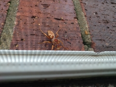 Polistes apachus texanus