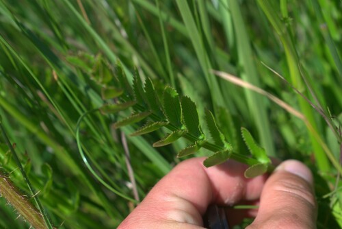 Berula thunbergii, photograph 3