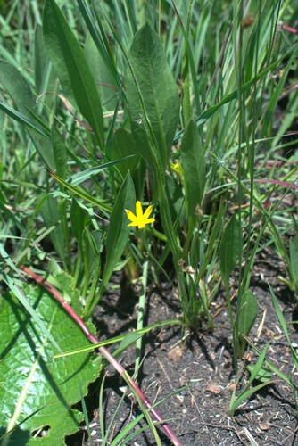 Grass star-flower (Hypoxis filiformis)