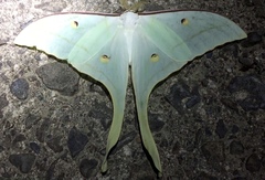 Actias