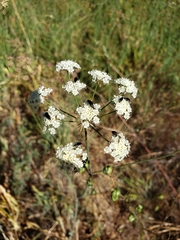 Perideridia parishii