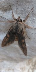 Noctuoidea
