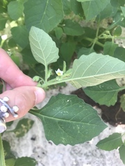 Solanum sarrachoides