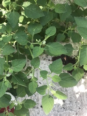 Solanum sarrachoides