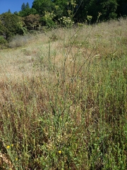 Perideridia parishii