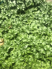 Pachysandra