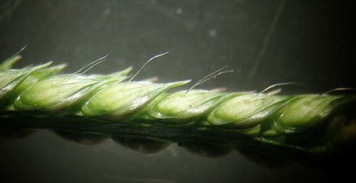 Urochloa trichopus (Hochst.) Stapf