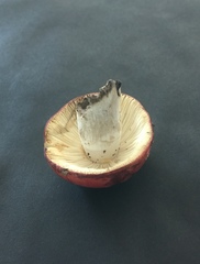 Russula rubescens