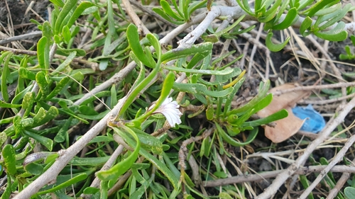 Scaevola hainanensis, photograph 1