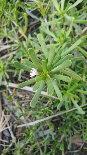 Scaevola hainanensis, photograph 2