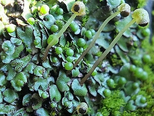 Representative image of Mannia androgyna