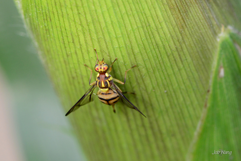 Toomba Fly Tau Fly in August 2013 by 王學哲 · iNaturalist