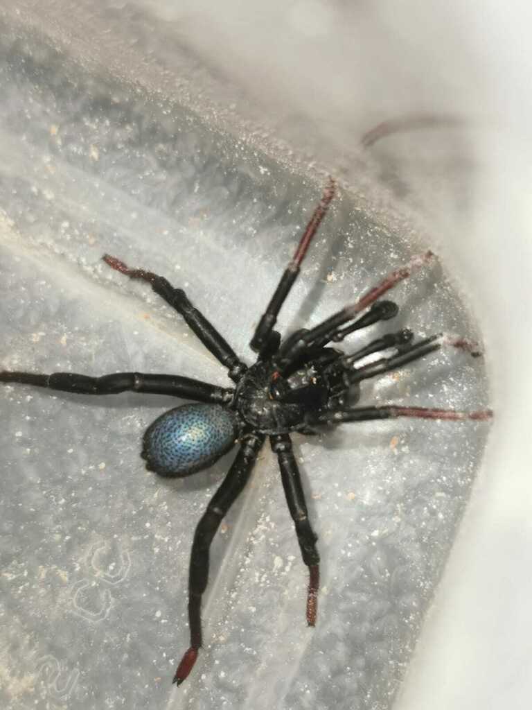 Stasimopus hewitti