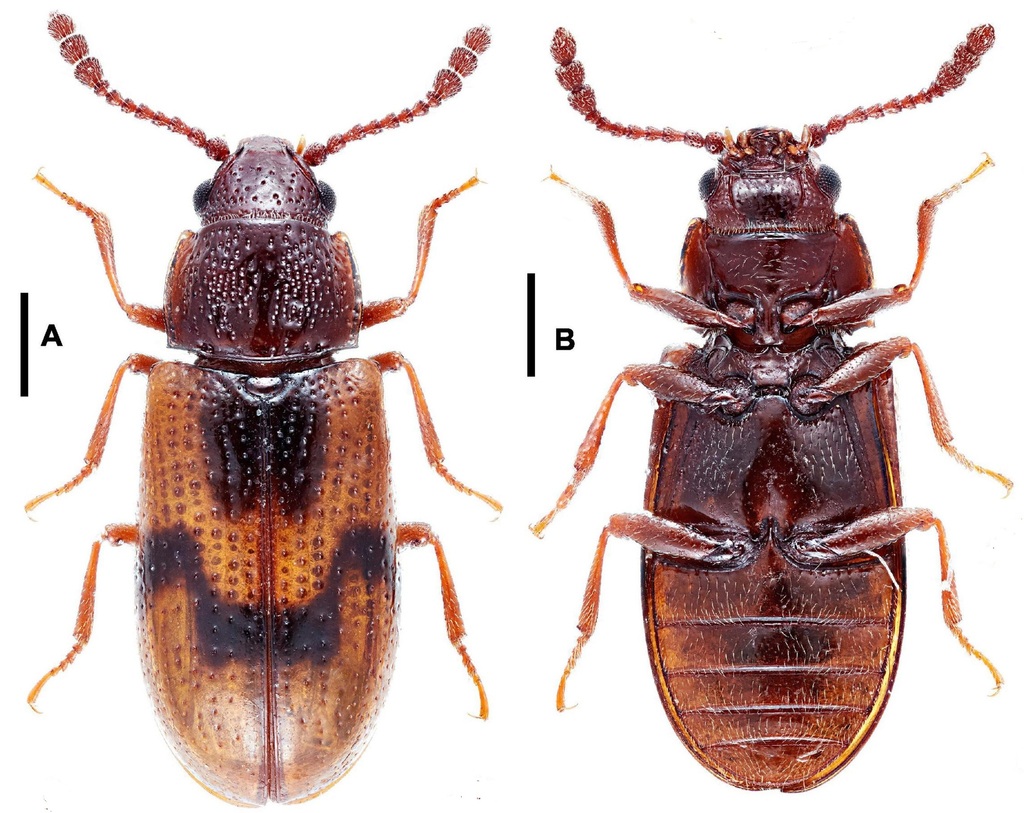 Lamingtoniidae