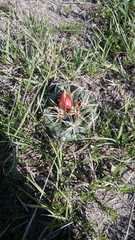 Coryphantha pycnacantha