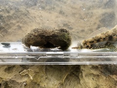 Pilumnus vespertilio