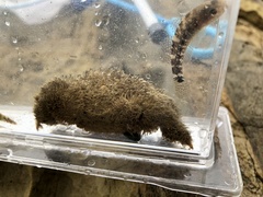 Pilumnus vespertilio