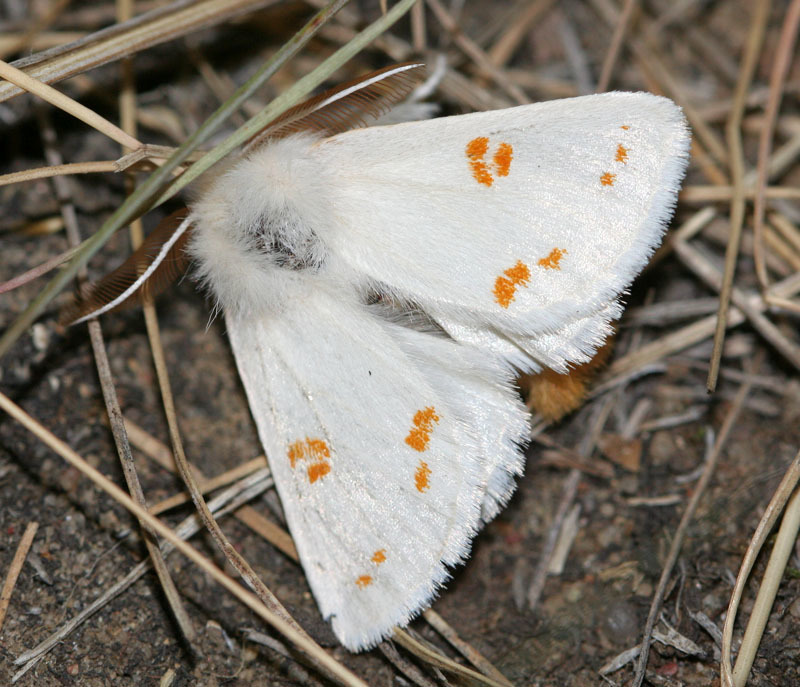 Euproctis kargalika