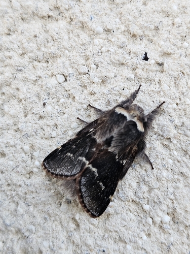 Poecilocampa populi populi