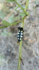 Buprestis octoguttata
