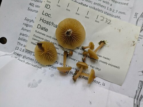 Galerina sulciceps observed 2024-11-29