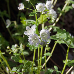 Phacelia fimbriata