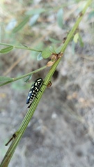 Buprestis octoguttata